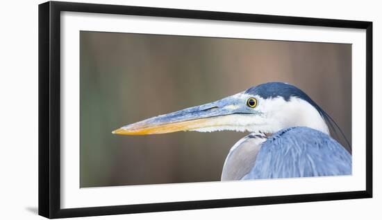 USA, Wyoming, Pinedale, Great Blue Heron portrait taken on a wetland pond.-Elizabeth Boehm-Framed Photographic Print