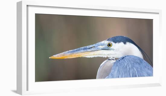 USA, Wyoming, Pinedale, Great Blue Heron portrait taken on a wetland pond.-Elizabeth Boehm-Framed Photographic Print