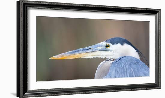 USA, Wyoming, Pinedale, Great Blue Heron portrait taken on a wetland pond.-Elizabeth Boehm-Framed Photographic Print