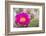 USA, Wyoming,  pink prickly pear cactus bloom in the desert.-Elizabeth Boehm-Framed Photographic Print