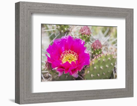 USA, Wyoming,  pink prickly pear cactus bloom in the desert.-Elizabeth Boehm-Framed Photographic Print