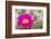 USA, Wyoming,  pink prickly pear cactus bloom in the desert.-Elizabeth Boehm-Framed Photographic Print