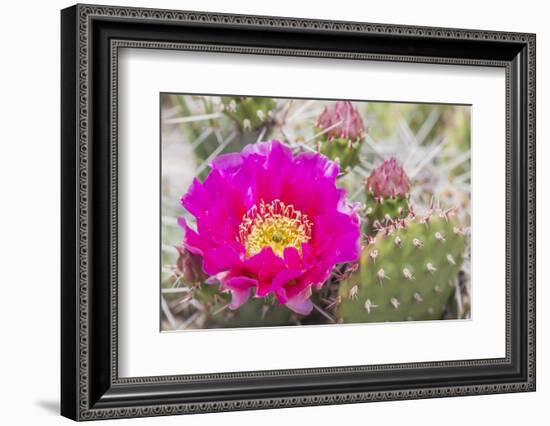 USA, Wyoming,  pink prickly pear cactus bloom in the desert.-Elizabeth Boehm-Framed Photographic Print