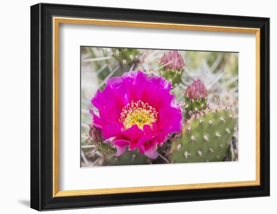 USA, Wyoming,  pink prickly pear cactus bloom in the desert.-Elizabeth Boehm-Framed Photographic Print