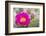 USA, Wyoming,  pink prickly pear cactus bloom in the desert.-Elizabeth Boehm-Framed Photographic Print