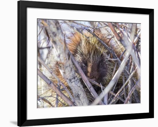 USA, Wyoming, porcupine sits in a willow tree in February.-Elizabeth Boehm-Framed Photographic Print