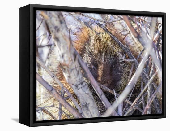 USA, Wyoming, porcupine sits in a willow tree in February.-Elizabeth Boehm-Framed Premier Image Canvas