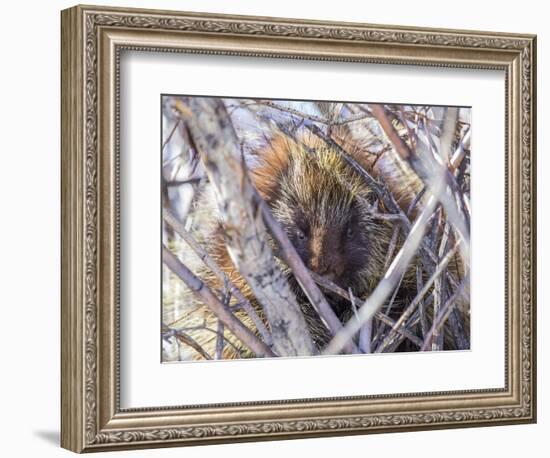 USA, Wyoming, porcupine sits in a willow tree in February.-Elizabeth Boehm-Framed Photographic Print