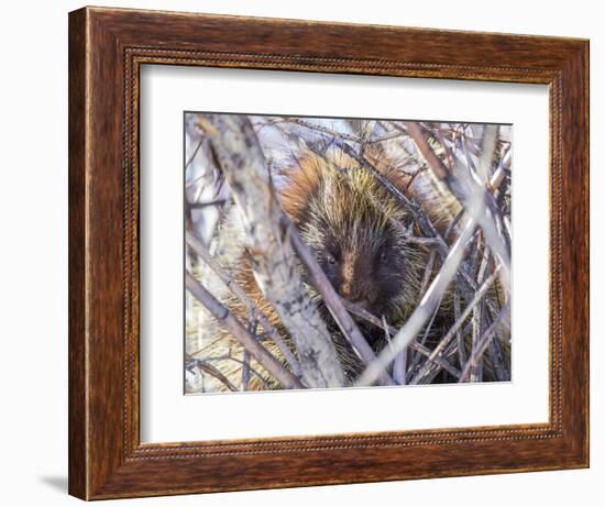 USA, Wyoming, porcupine sits in a willow tree in February.-Elizabeth Boehm-Framed Photographic Print