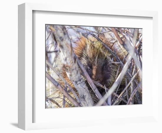 USA, Wyoming, porcupine sits in a willow tree in February.-Elizabeth Boehm-Framed Photographic Print