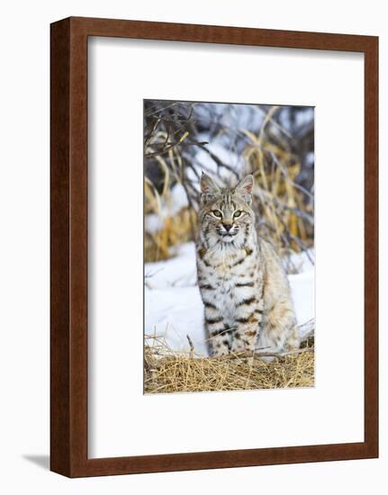 USA, Wyoming, Portrait of Bobcat Sitting-Elizabeth Boehm-Framed Photographic Print