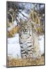 USA, Wyoming, Portrait of Bobcat Sitting-Elizabeth Boehm-Mounted Photographic Print