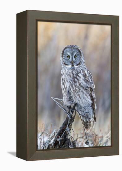 USA, Wyoming, Portrait of Great Gray Owl on Perch-Elizabeth Boehm-Framed Premier Image Canvas