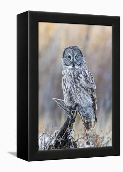 USA, Wyoming, Portrait of Great Gray Owl on Perch-Elizabeth Boehm-Framed Premier Image Canvas