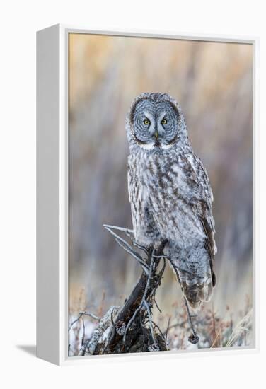 USA, Wyoming, Portrait of Great Gray Owl on Perch-Elizabeth Boehm-Framed Premier Image Canvas
