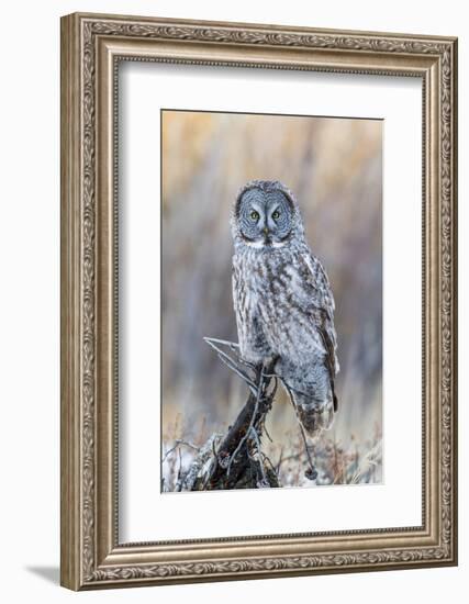 USA, Wyoming, Portrait of Great Gray Owl on Perch-Elizabeth Boehm-Framed Photographic Print