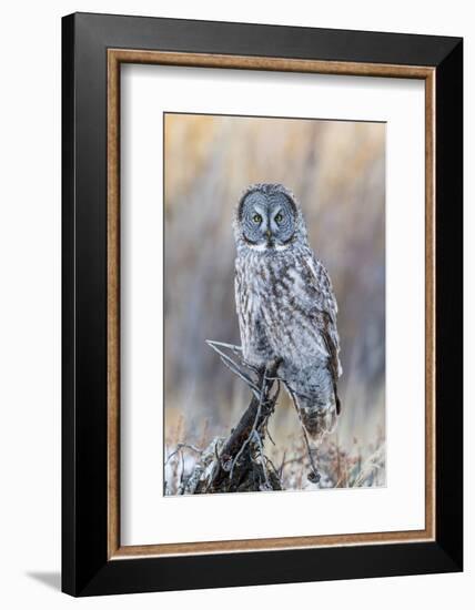 USA, Wyoming, Portrait of Great Gray Owl on Perch-Elizabeth Boehm-Framed Photographic Print