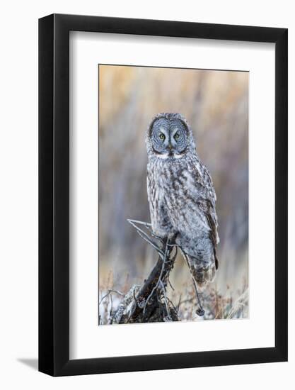 USA, Wyoming, Portrait of Great Gray Owl on Perch-Elizabeth Boehm-Framed Photographic Print