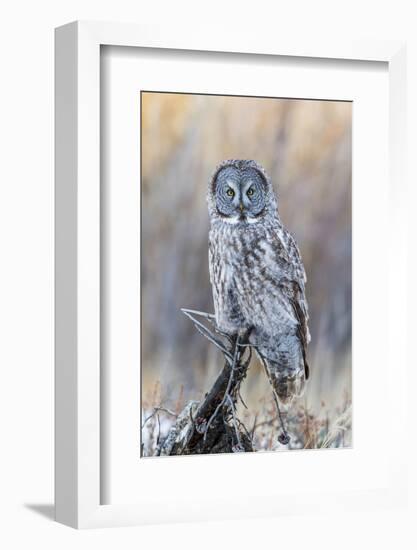 USA, Wyoming, Portrait of Great Gray Owl on Perch-Elizabeth Boehm-Framed Photographic Print