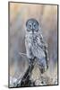 USA, Wyoming, Portrait of Great Gray Owl on Perch-Elizabeth Boehm-Mounted Photographic Print