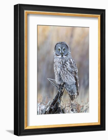 USA, Wyoming, Portrait of Great Gray Owl on Perch-Elizabeth Boehm-Framed Photographic Print