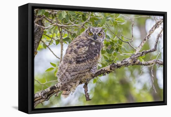 USA, Wyoming,  recently fledged Great Horned Owl roosts in a cottonwood tree.-Elizabeth Boehm-Framed Premier Image Canvas