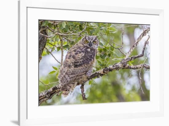 USA, Wyoming,  recently fledged Great Horned Owl roosts in a cottonwood tree.-Elizabeth Boehm-Framed Premium Photographic Print