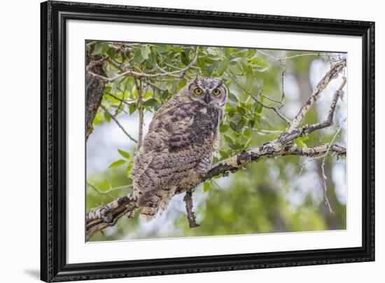 USA, Wyoming,  recently fledged Great Horned Owl roosts in a cottonwood tree.-Elizabeth Boehm-Framed Premium Photographic Print
