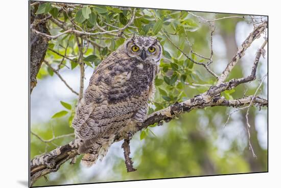 USA, Wyoming,  recently fledged Great Horned Owl roosts in a cottonwood tree.-Elizabeth Boehm-Mounted Premium Photographic Print