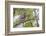 USA, Wyoming,  recently fledged Great Horned Owl roosts in a cottonwood tree.-Elizabeth Boehm-Framed Photographic Print