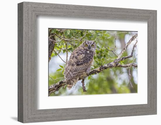 USA, Wyoming,  recently fledged Great Horned Owl roosts in a cottonwood tree.-Elizabeth Boehm-Framed Photographic Print