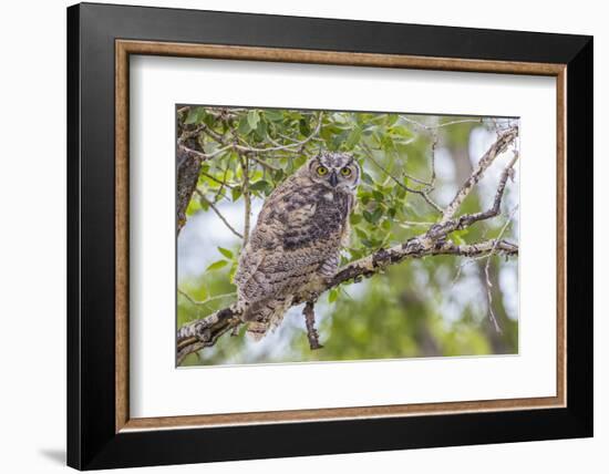 USA, Wyoming,  recently fledged Great Horned Owl roosts in a cottonwood tree.-Elizabeth Boehm-Framed Photographic Print