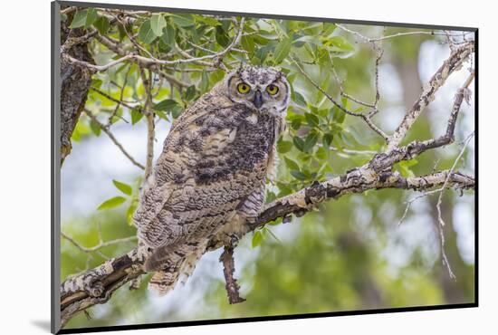 USA, Wyoming,  recently fledged Great Horned Owl roosts in a cottonwood tree.-Elizabeth Boehm-Mounted Photographic Print