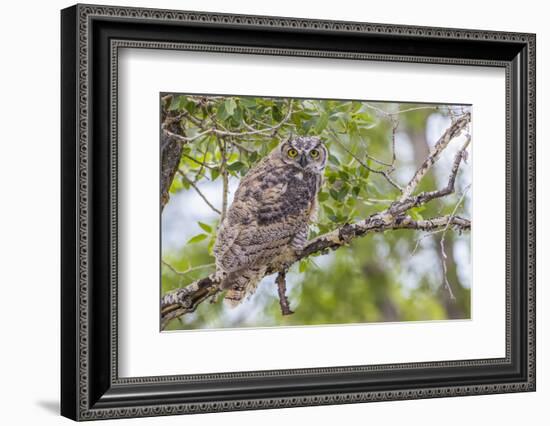 USA, Wyoming,  recently fledged Great Horned Owl roosts in a cottonwood tree.-Elizabeth Boehm-Framed Photographic Print