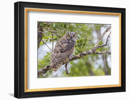 USA, Wyoming,  recently fledged Great Horned Owl roosts in a cottonwood tree.-Elizabeth Boehm-Framed Photographic Print