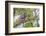 USA, Wyoming,  recently fledged Great Horned Owl roosts in a cottonwood tree.-Elizabeth Boehm-Framed Photographic Print