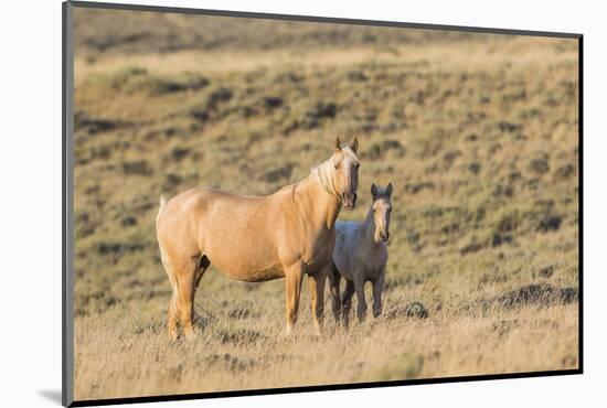 USA, Wyoming. Red Desert, Palomino mare and her foal.-Elizabeth Boehm-Mounted Photographic Print