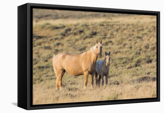 USA, Wyoming. Red Desert, Palomino mare and her foal.-Elizabeth Boehm-Framed Premier Image Canvas