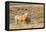 USA, Wyoming. Red Desert, Palomino mare and her foal.-Elizabeth Boehm-Framed Premier Image Canvas