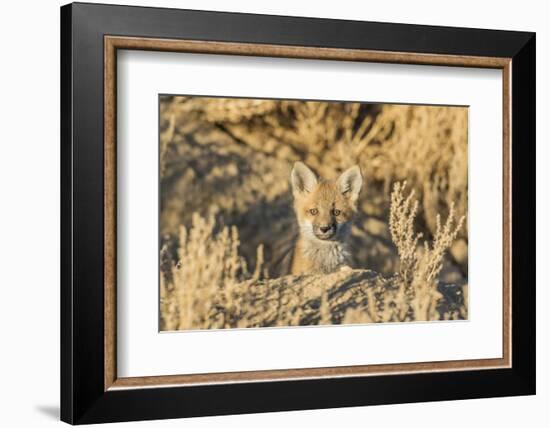 USA, Wyoming,  red fox kit peers from it's den in the desert.-Elizabeth Boehm-Framed Photographic Print