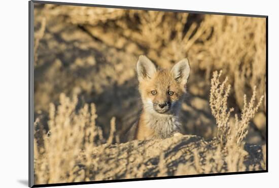 USA, Wyoming,  red fox kit peers from it's den in the desert.-Elizabeth Boehm-Mounted Photographic Print