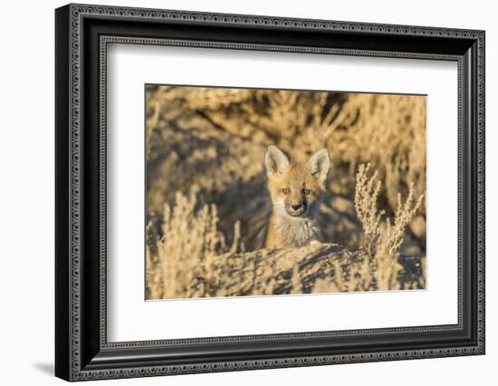 USA, Wyoming,  red fox kit peers from it's den in the desert.-Elizabeth Boehm-Framed Photographic Print