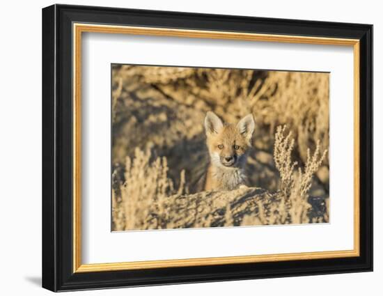 USA, Wyoming,  red fox kit peers from it's den in the desert.-Elizabeth Boehm-Framed Photographic Print