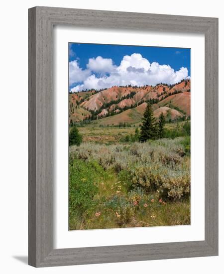 USA, Wyoming. Red Hills, Bridger Teton National Forest.-Judith Zimmerman-Framed Photographic Print