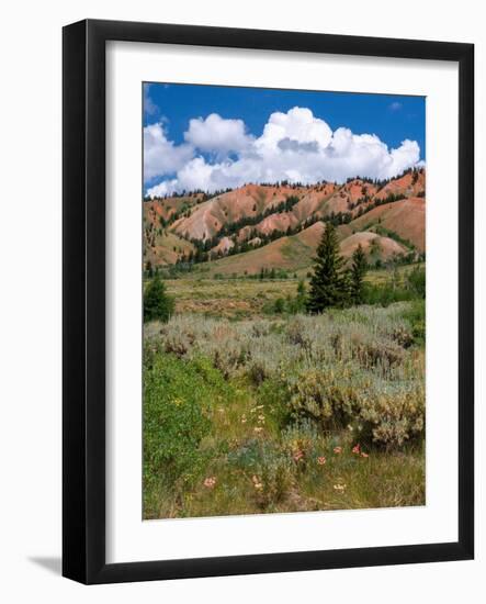 USA, Wyoming. Red Hills, Bridger Teton National Forest.-Judith Zimmerman-Framed Photographic Print