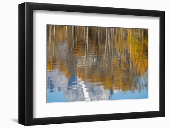 USA, Wyoming. Reflection of mountains and aspen at the Oxbow, Grand Teton National Park.-Judith Zimmerman-Framed Photographic Print