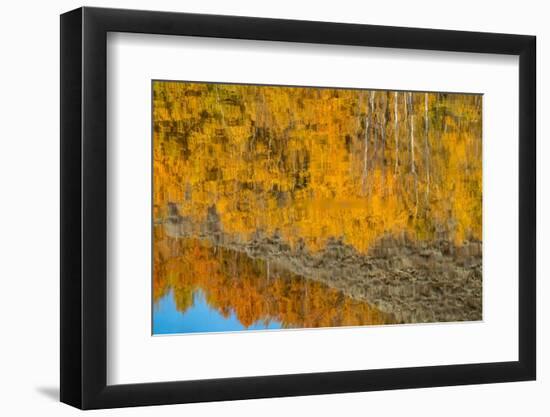 USA, Wyoming. Reflection of mountains and aspen at the Oxbow, Grand Teton National Park.-Judith Zimmerman-Framed Photographic Print