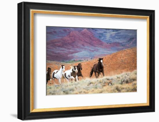 USA, Wyoming, Shell, Big Horn Mountains, Horses at Full Gallop-Terry Eggers-Framed Photographic Print