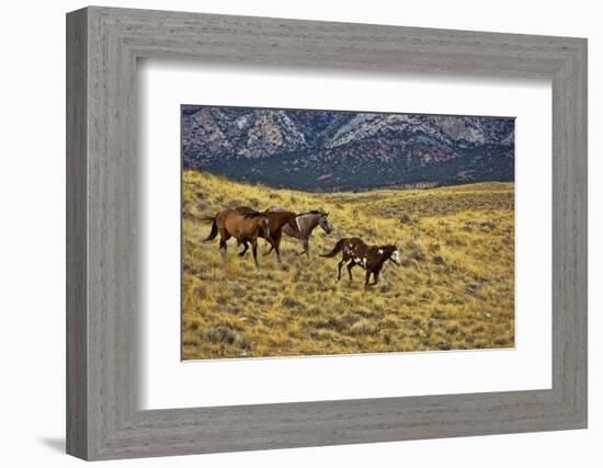 USA, Wyoming, Shell, Big Horn Mountains, Horses Running in Field-Terry Eggers-Framed Photographic Print