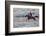 USA, Wyoming, Shell, Cowboy at Full Gallop Riding the Range-Terry Eggers-Framed Photographic Print